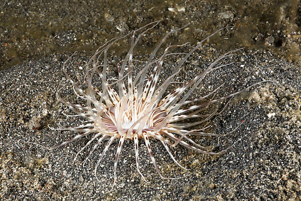 Tube Anemone
