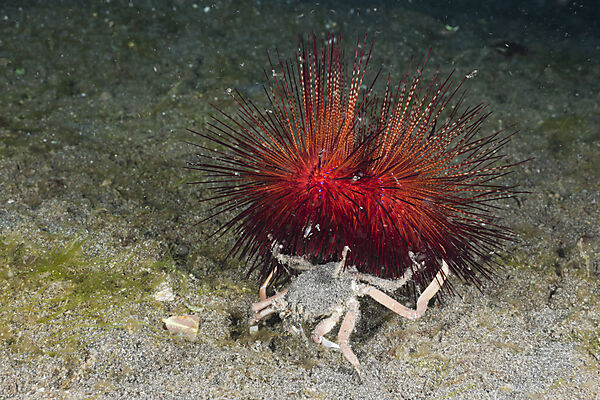 Carry Crab holding False Fire Sea Urchin