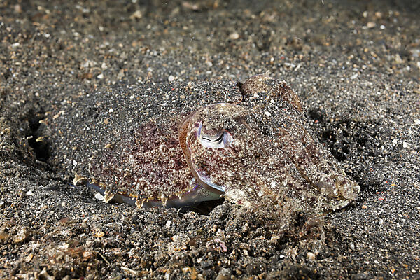Cuttlefish camouflaged in Sand
