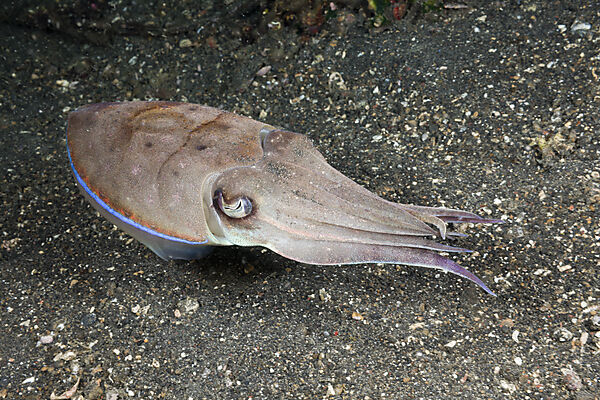 Cuttlefish