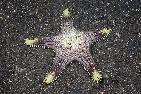 Starfish on Sand