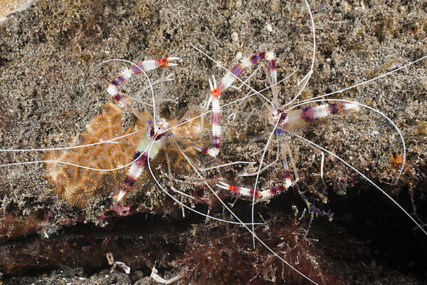Coutship display of Banded Coral Shrimp