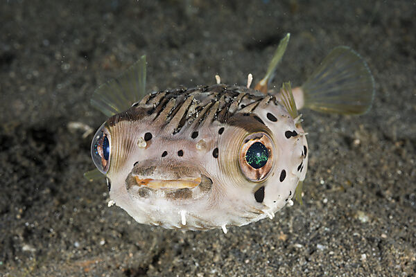 Ballon-Igelfisch