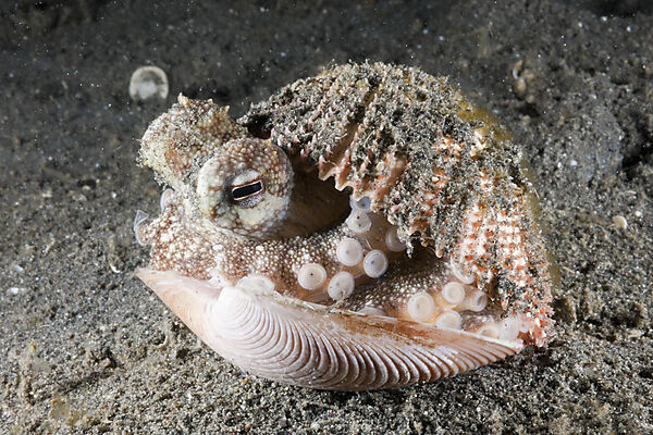 Coconut Octopus hiding in Shell