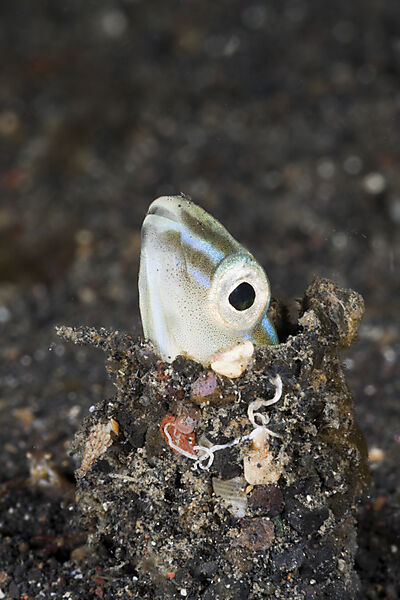 Schlangen-Schleimfisch