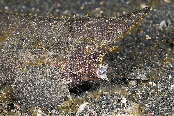 Cockatoo Waspfish