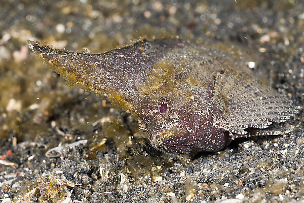 Cockatoo Waspfish