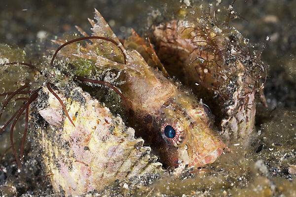 Shortfin Lionfish rest in Shell