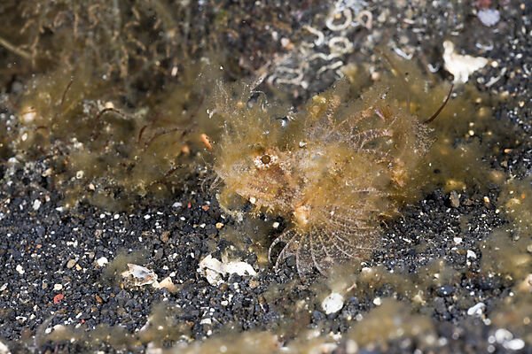 Juvenile Ambon Scorpionfish