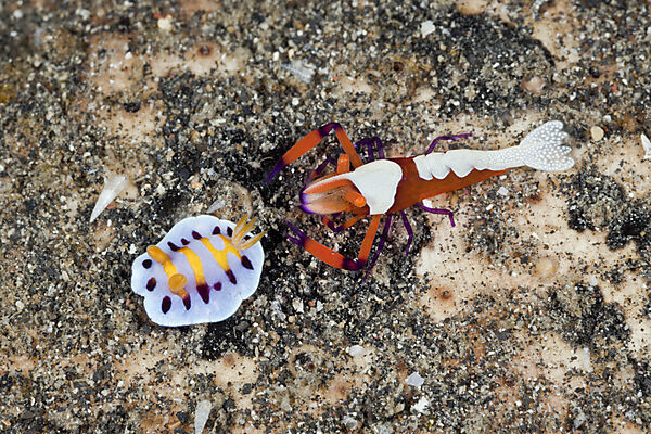 Emperor Shrimp with Nudibranch