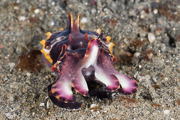 Flamboyant Cuttlefish