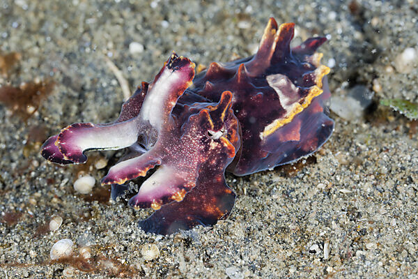 Flamboyant Cuttlefish