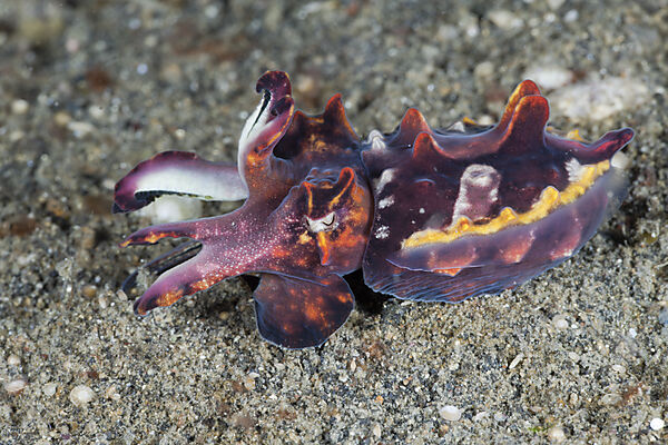 Flamboyant Cuttlefish