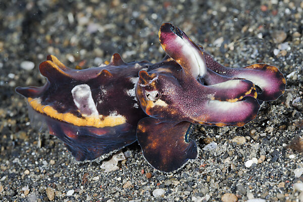 Flamboyant Cuttlefish
