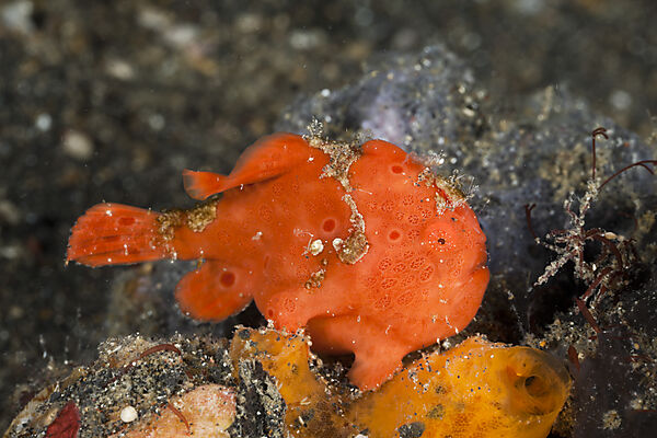Painted Frogfish luring 1