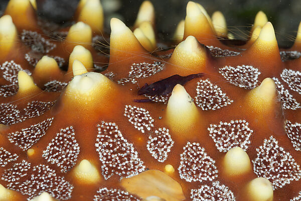 Commensal Shrimp on Starfish