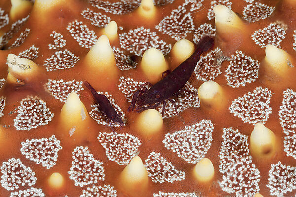 Commensal Shrimp on Starfish