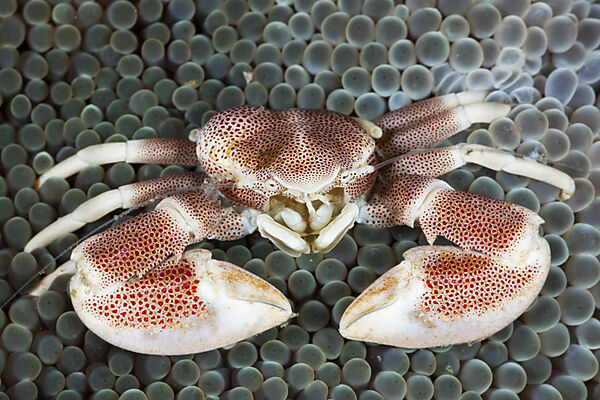 Porcelain Crab