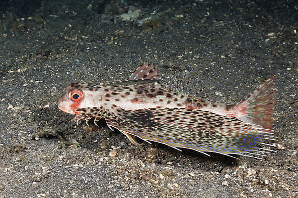 Flying Gurnard