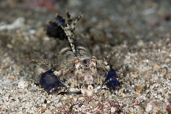 Fingered Dragonet