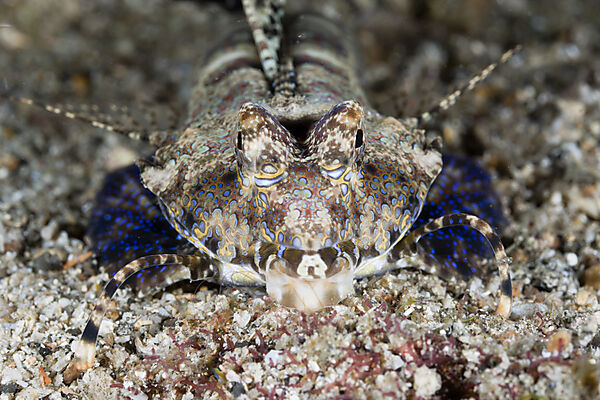 Fingered Dragonet