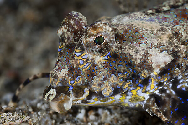 Fingered Dragonet