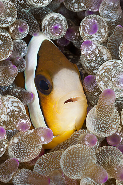 Clarks Anemonenfisch in Blasen-Anemone