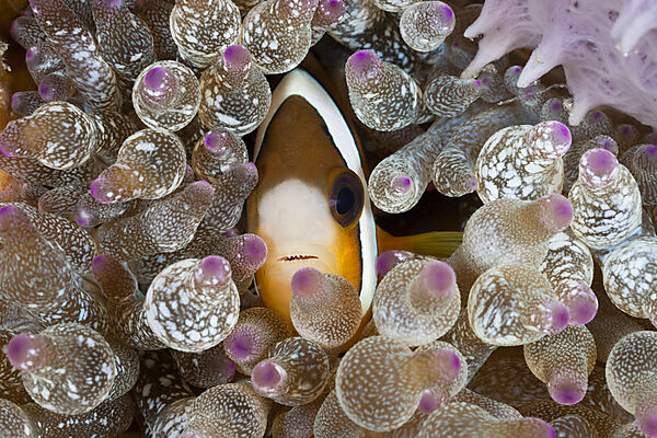 Clarks Anemonenfisch in Blasen-Anemone