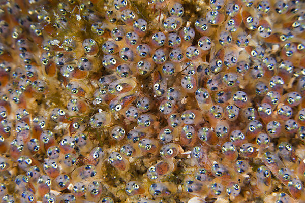 Gelege von Anemonenfischen