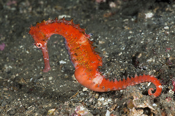 Thorny Sea Horse