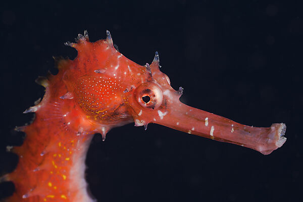 Thorny Sea Horse