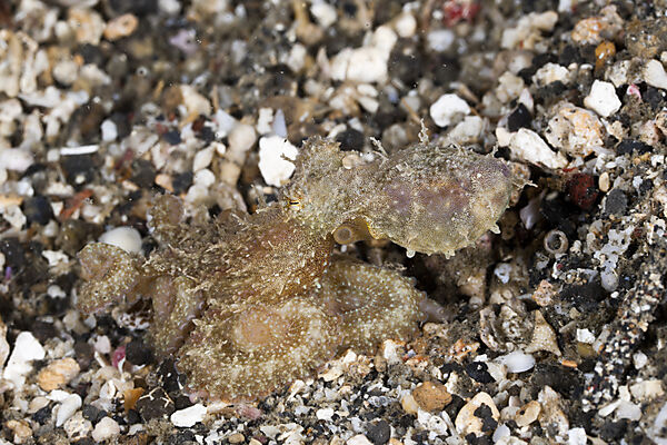 Hairy Octopus