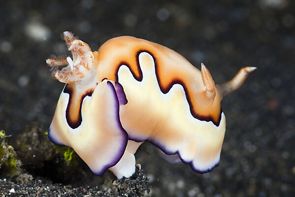 Coi Nudibranch