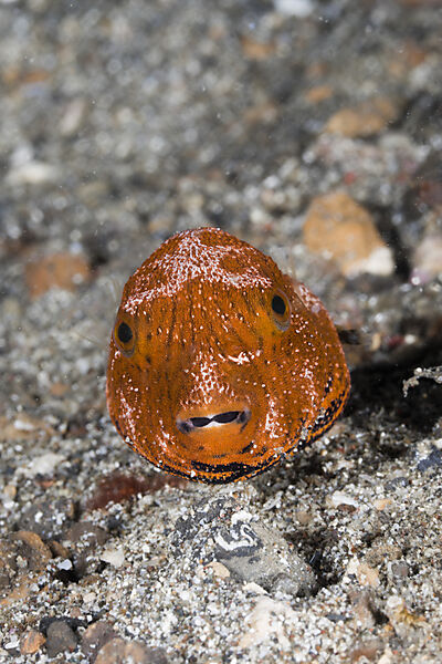 Juveniler Riesen-Kugelfisch