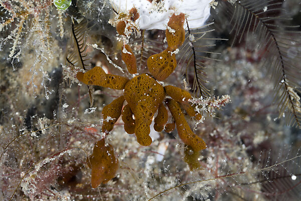 Spidercrab camouflaged with Sponges