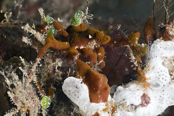 Spidercrab camouflaged with Sponges