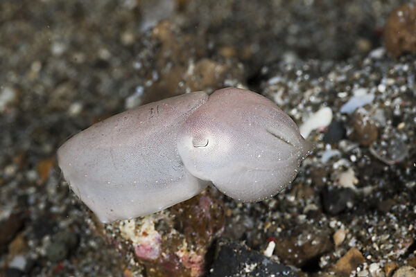 Pygmy Cuttlefish