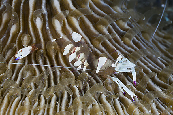 Commensal Shrimp on Mushroom Coral