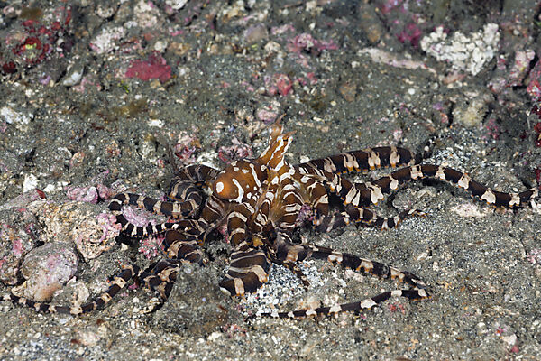 Wonderpus Octopus