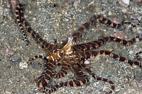 Wonderpus Octopus