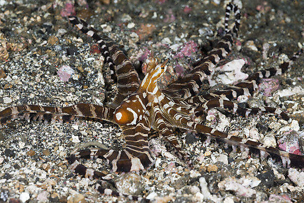 Wonderpus Octopus