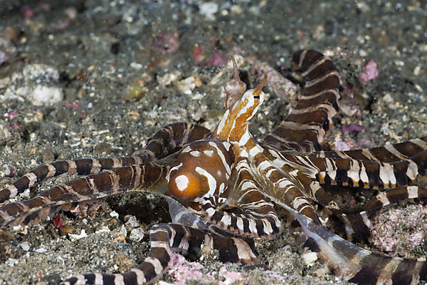Wonderpus Octopus