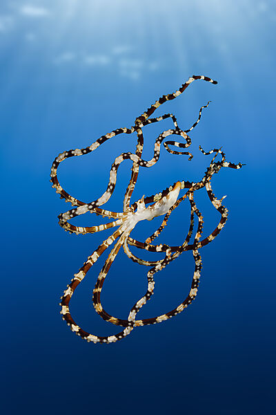 Wonderpus Octopus