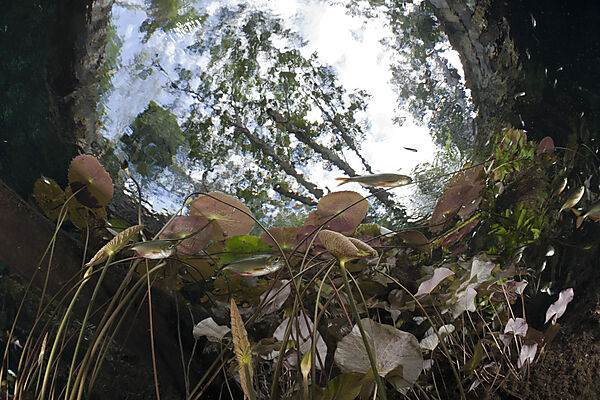 Seerosen und Salmlerfische in Gran Cenote