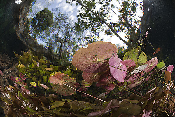 Seerosen in Gran Cenote