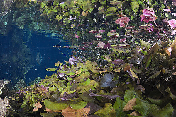 Seerosen in Gran Cenote