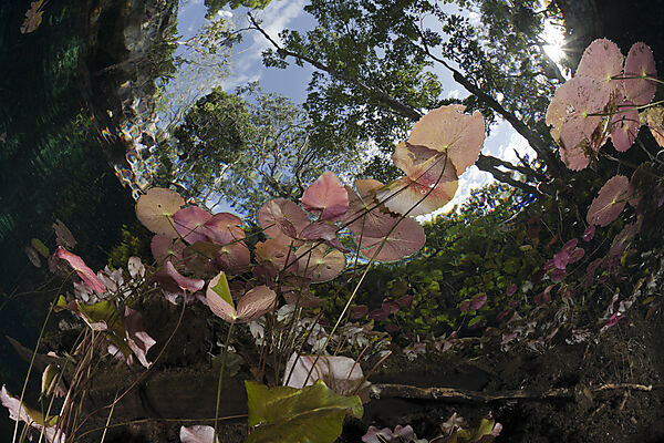 Seerosen in Gran Cenote