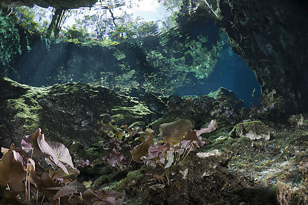 Uferbereich der Gran Cenote