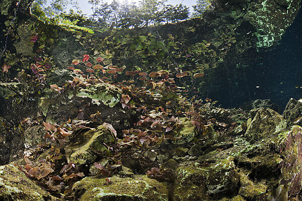 Uferbereich der Gran Cenote