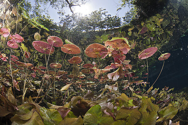 Seerosen in Gran Cenote